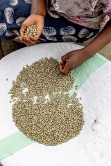 Woman sorting processed coffee in a dry mill in Kivu, western province, Rwanda