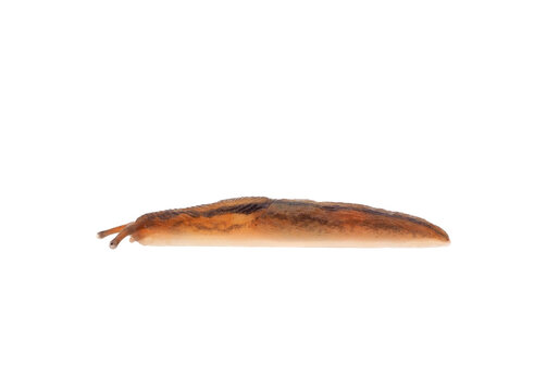 Striped greenhouse slug isolated on white background, Ambigolimax valentianus
