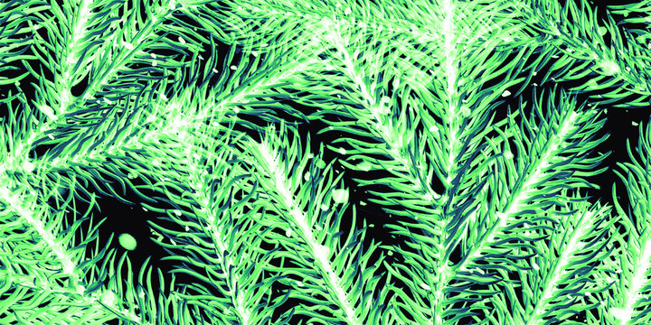 fern leaf background