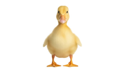 Isolated fluffy yellow duckling standing upright, adorable cute young baby duck, full shot