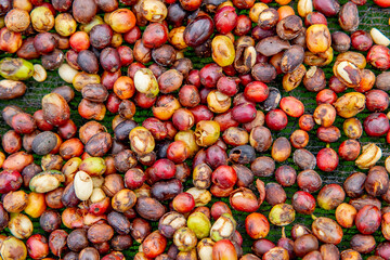Coffee washing station in Kivu, western province, Rwanda