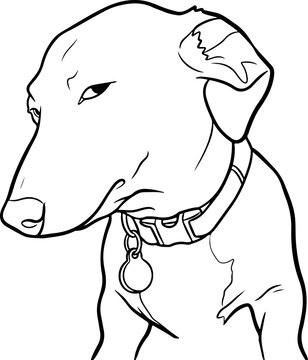Skeptical dog meme