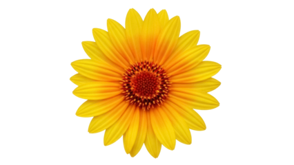 Isolated flower with bright yellow petals and reddish center, single blossom, springtime, botanical