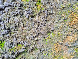 lichen on the bark of tree