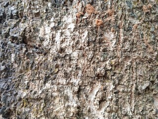 bark of a tree