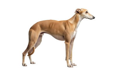 Isolated Whippet dog standing in elegant posture looking off, calm purebred animal breed