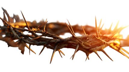 Crown of Thorns 3d rendered, isolated on transparent background