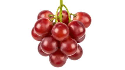 Isolated red grapes on the vine ready to eat, fresh and juicy, for sale or consumption