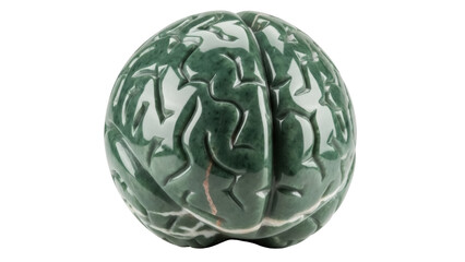 Isolated anatomical jade brain, green-tone cerebral model, medical science educational object