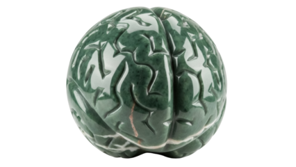 Isolated anatomical jade brain, green-tone cerebral model, medical science educational object