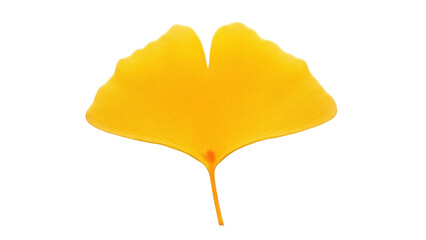 Isolated Ginkgo biloba autumn foliage, golden yellow single leaf in nature, tree part