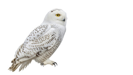 Isolated Snowy Owl standing on a branch, a magnificent bird with yellow eyes looking
