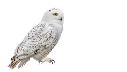 Isolated Snowy Owl standing on a branch, a magnificent bird with yellow eyes looking