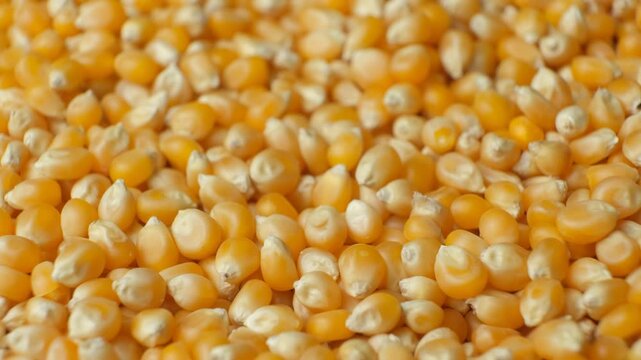 Dry uncooked yellow corn seeds kernels for popcorn slow rotation