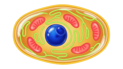 Isolated Plant cell anatomy illustration biology structure diagram eukaryotic nucleus