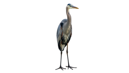 Isolated Great Blue Heron stands gracefully with an elegant neck, feathers, and long legs