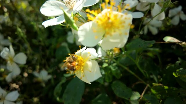 Bee On Small White Blossom Bush