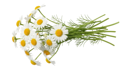 Isolated cheerful bouquet featuring daisies with bright yellow centers and green sprigs