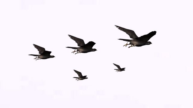 Group of piegon birds or black birds in the sky with green screen or chroma key video clip motion background
