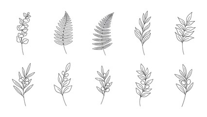 Minimalist Handdrawn Branch and Leaf Line Art Botanical Illustration Element on White
