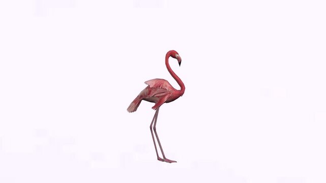 Red flamingo bird in idle motion or walking with green screen or chroma key video clip motion