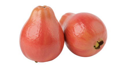 Isolated wax apples, tropical fruits with a crisp, juicy texture and unique pear-like shape