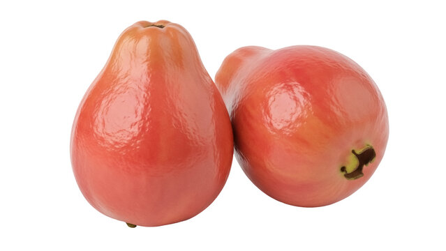 Isolated wax apples, tropical fruits with a crisp, juicy texture and unique pear-like shape