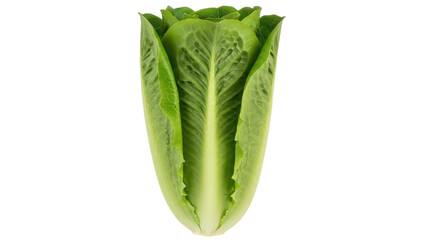 Obraz premium Isolated heart of romaine lettuce head, fresh green vegetable, ready for salad making