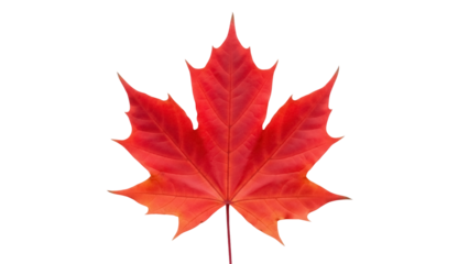 Isolated Red Maple Leaf - Bright Detailed Autumnal Foliage, Acer Plant With Stem, Fall Season
