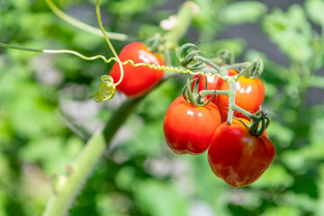 赤く色づくミニトマト