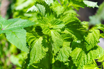 青じその葉
