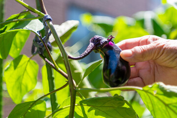 畑に実ったナスを収穫する老人の手