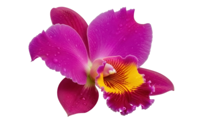 Isolated delicate purple orchid blossom with water droplets is vibrant and beautiful
