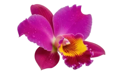 Fotobehang Orchidee Isolated delicate purple orchid blossom with water droplets is vibrant and beautiful  © Dennis