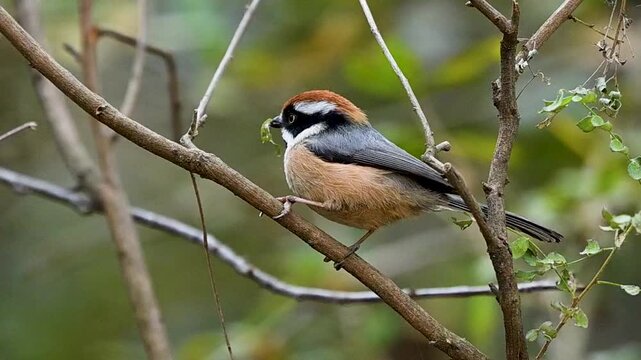 A Black-throated Bushtit shifts perches mid-jump, bringing action and life to the quiet forest habitat.
