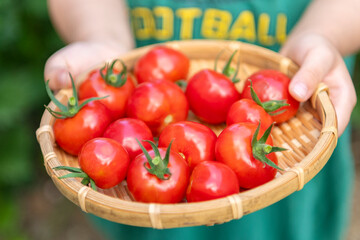 ザルに乗ったミニトマトを持つ子どもの手