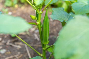 畑で育つオクラの実