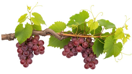 Isolated cluster of red grapes, fresh and ripe fruit with green leaves on branch vine stems