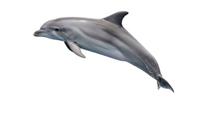 Isolated gray dolphin swimming with its fin out on a summer day for graphic design ideas