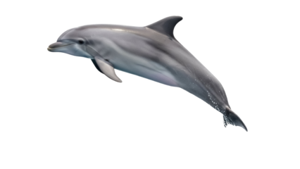Isolated gray dolphin swimming with its fin out on a summer day for graphic design ideas