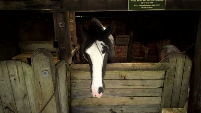 Black and white horse in wooden stable