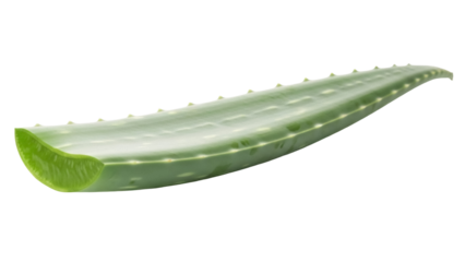 Isolated Aloe vera leaf on a clean background, cut section of the plant shows the gel inside
