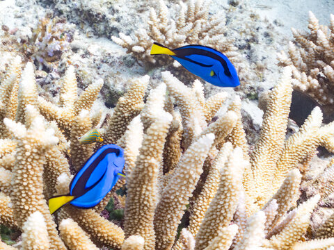 ナンヨウハギ, ニザダイ科, 幼魚
Palette surgeonfish, Fragtail surgeonfish, Paracanthurus hepatus,
テングカワハギ, カワハギ科,
Harlequin filefish, Orange spotted filefish, Oxymonacanthus longirostris, 
美しいサンゴ礁と熱帯魚の群れ。
嘉比島沖縄県
