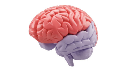 Isolated Brain Model - Cerebral Hemispheres, Cerebellum, and Brainstem Representation
