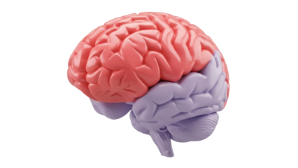 Isolated Brain Model - Cerebral Hemispheres, Cerebellum, and Brainstem Representation