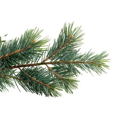 Green fir tree branch