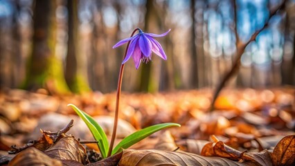 Elegant purple fringed lily blooms amidst a dry woodland scene with twigs and leaves