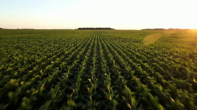 Golden sunset illuminates vast green cornfield with neat rows stretching to the horizon