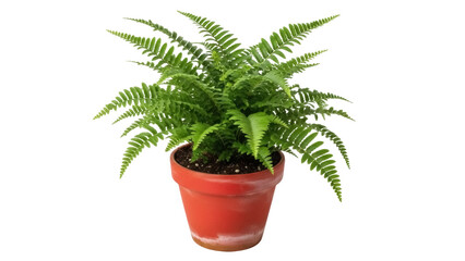 Isolated Boston fern in terracotta pot, indoor plant for a natural decoration element © Dennis