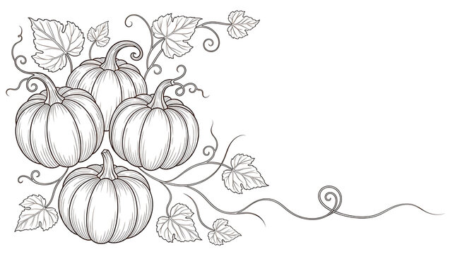 Beautiful pumpkins with leaves and vines illustration